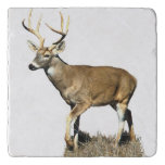 White Tailed Deer Buck Trivet