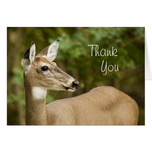 White Tailed Deer Cards (Front Horizontal)