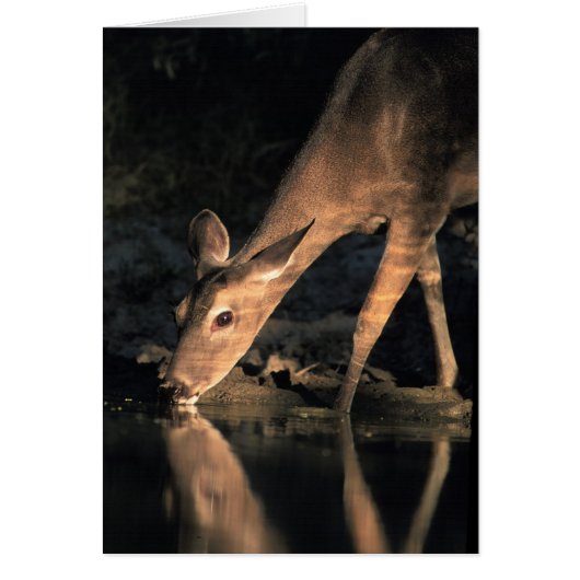 White-tailed Deer Cards (Front)