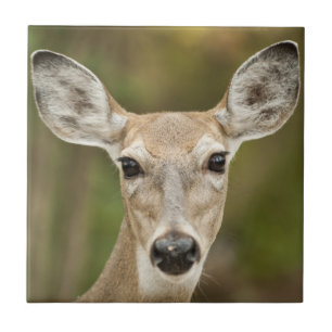 White Tailed Deer Ceramic Tile