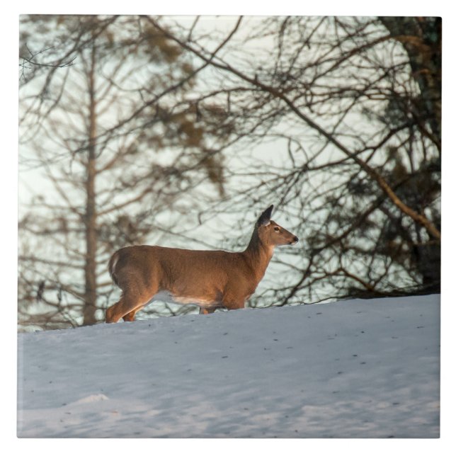 White Tailed Deer Ceramic Tile (Front)