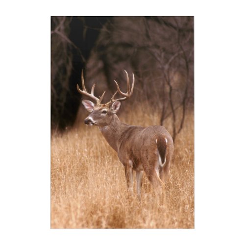 White Tailed Deer   Choke Canyon State Park TX Acrylic Print