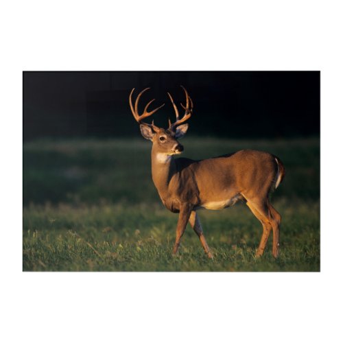 White_tailed Deer  Choke Canyon State Park TX Acrylic Print