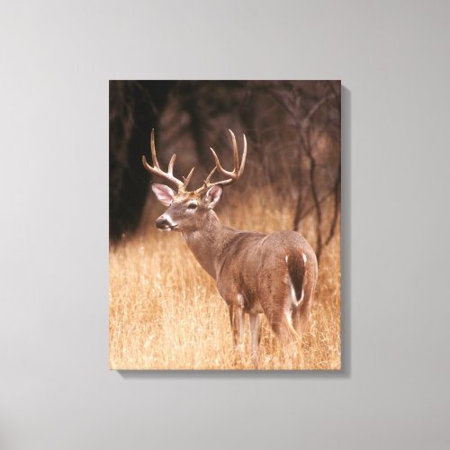 White Tailed Deer   Choke Canyon State Park TX Canvas Print