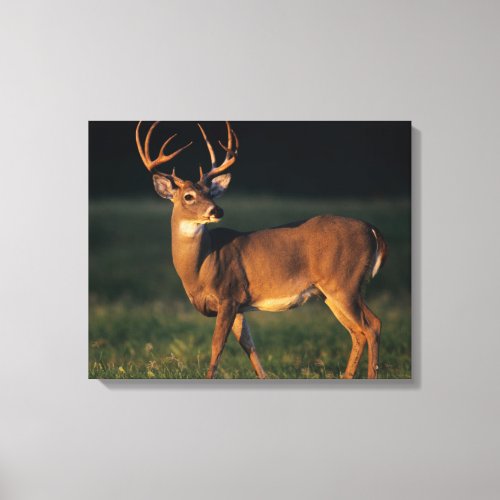 White_tailed Deer  Choke Canyon State Park TX Canvas Print