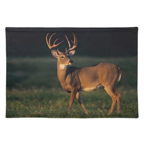 White_tailed Deer  Choke Canyon State Park TX Cloth Placemat