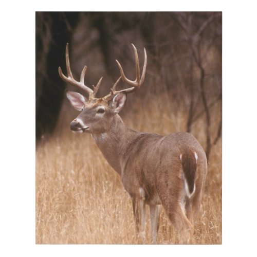 White Tailed Deer   Choke Canyon State Park TX Faux Canvas Print