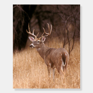 White Tailed Deer Choke Canyon State Park, TX Foam Board