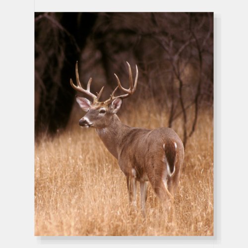 White Tailed Deer   Choke Canyon State Park TX Foam Board