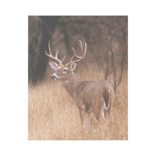 White Tailed Deer   Choke Canyon State Park TX Gallery Wrap
