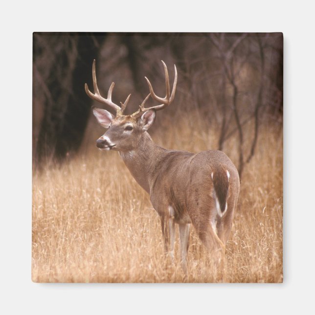 White Tailed Deer |  Choke Canyon State Park, TX Magnet (Front)