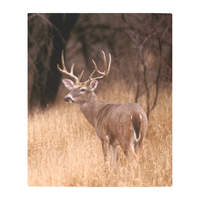 White Tailed Deer |  Choke Canyon State Park, TX Metal Print (Front)