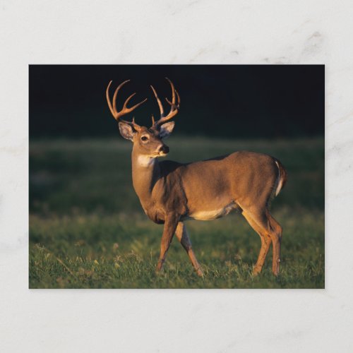 White_tailed Deer  Choke Canyon State Park TX Postcard