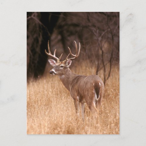 White Tailed Deer   Choke Canyon State Park TX Postcard