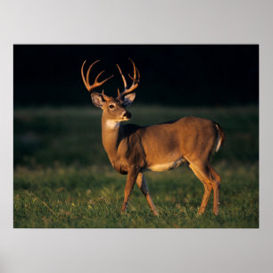 White-tailed Deer Choke Canyon State Park, TX Poster