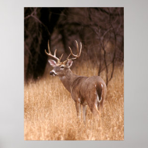 White Tailed Deer Choke Canyon State Park, TX Poster