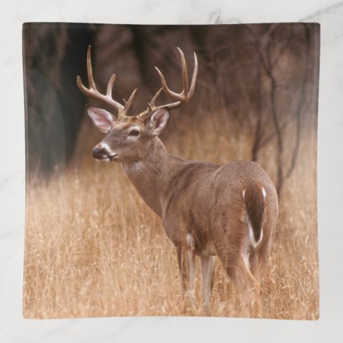 White Tailed Deer   Choke Canyon State Park TX Trinket Tray