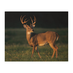 White-tailed Deer Choke Canyon State Park, TX Wood Wall Art