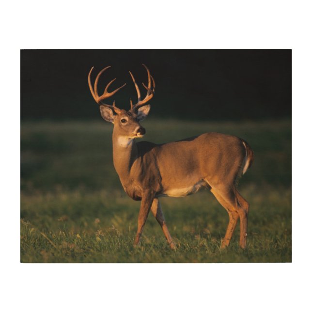 White-tailed Deer | Choke Canyon State Park, TX Wood Wall Art (Front)