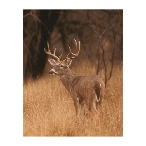 White Tailed Deer   Choke Canyon State Park TX Wood Wall Art