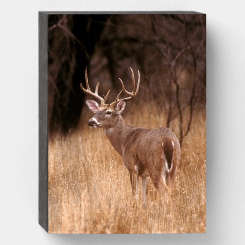 White Tailed Deer   Choke Canyon State Park TX Wooden Box Sign