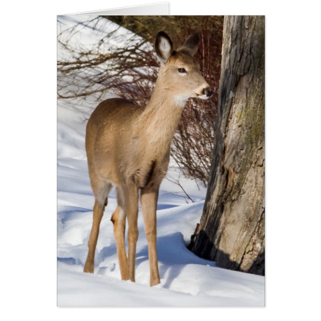 White-tailed Deer (Close Up) Cards (Front)