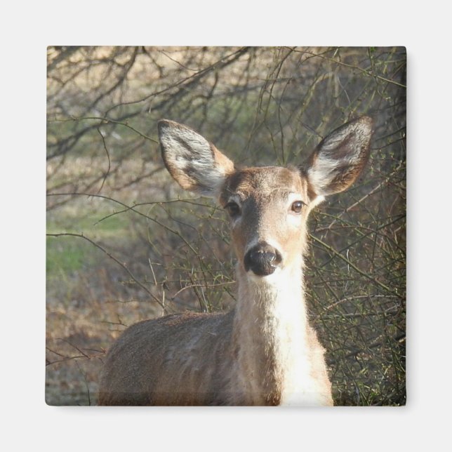 White Tailed Deer Close Up Magnet (Front)