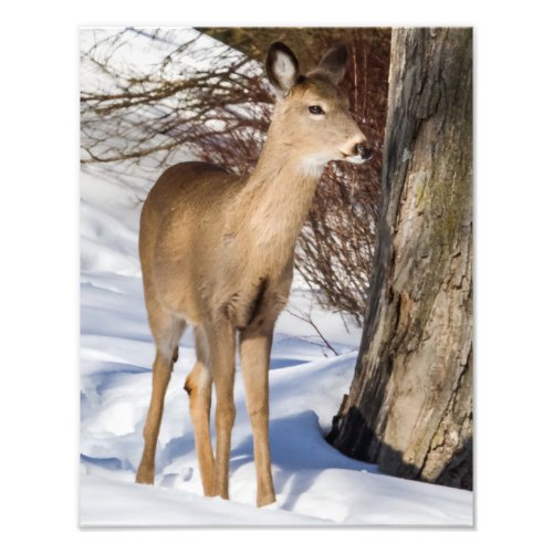 White_tailed Deer Close Up Photo Print