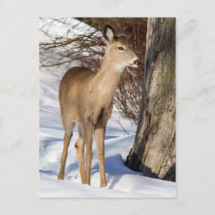 White-tailed Deer (Close Up) Postcard