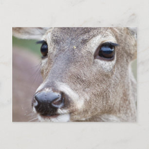 White-tailed Deer doe drinking water Postcard