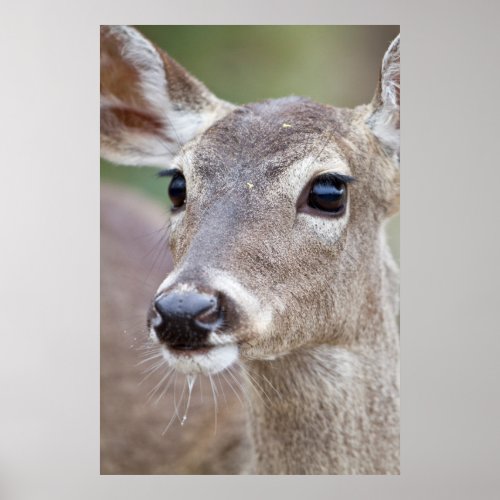 White_tailed Deer doe drinking water Poster