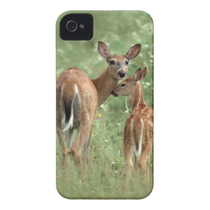 White Tailed Deer Doe with Her Fawn   Baby Animals iPhone 4 Case Mate