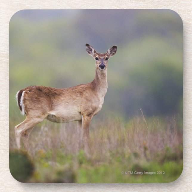 White-Tailed Deer Drink Coaster (Front)