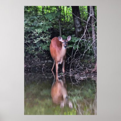 White Tailed Deer Drinking at Forest Pond Poster