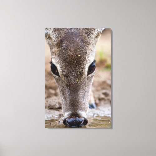 White_tailed Deer drinking water Canvas Print