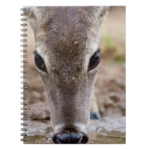 White_tailed Deer drinking water Notebook