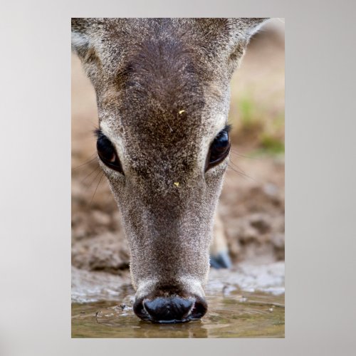 White_tailed Deer drinking water Poster