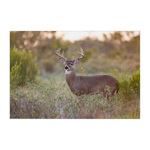 White_tailed Deer  Fall in Texas Acrylic Print