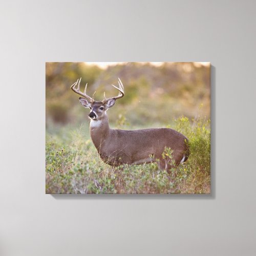White_tailed Deer  Fall in Texas Canvas Print