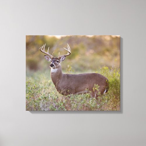 White_tailed Deer  Fall in Texas Canvas Print