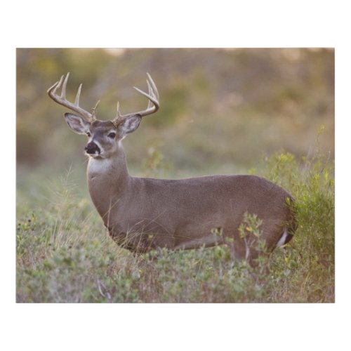 White_tailed Deer  Fall in Texas Faux Canvas Print