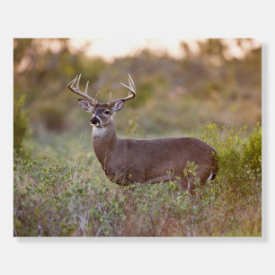 White-tailed Deer Fall in Texas Foam Board