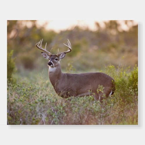 White_tailed Deer  Fall in Texas Foam Board