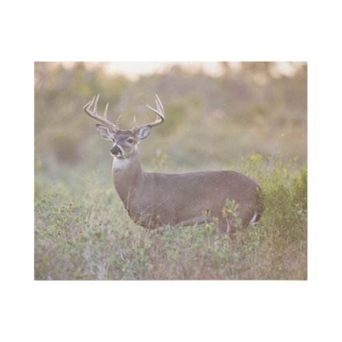 White_tailed Deer  Fall in Texas Gallery Wrap