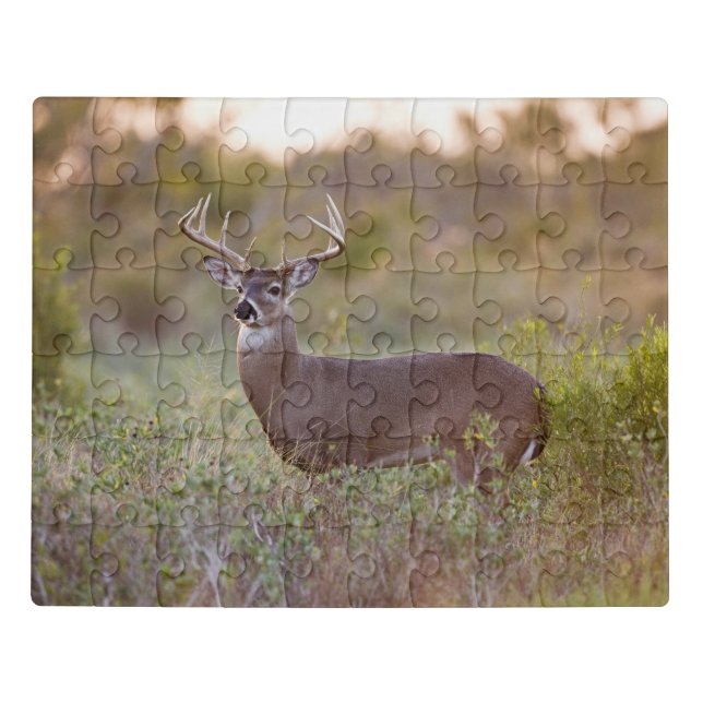 White-tailed Deer | Fall in Texas Jigsaw Puzzle (Puzzle Horizontal)