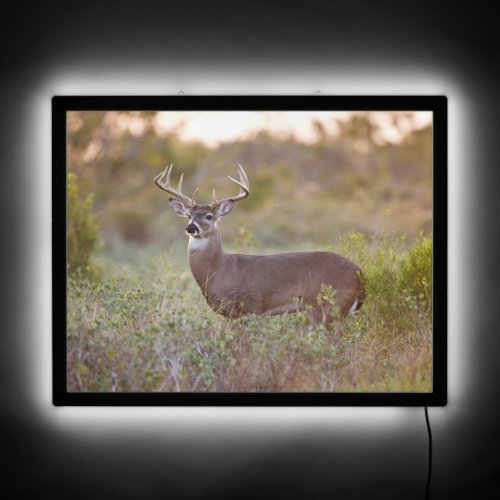 White_tailed Deer  Fall in Texas LED Sign