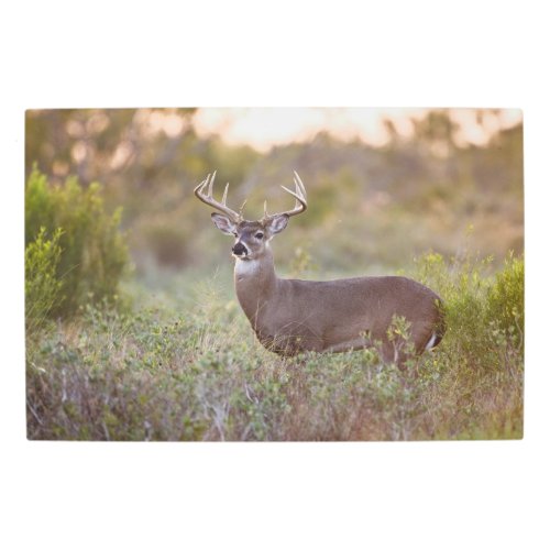 White_tailed Deer  Fall in Texas Metal Print