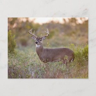 White-tailed Deer Fall in Texas Postcard