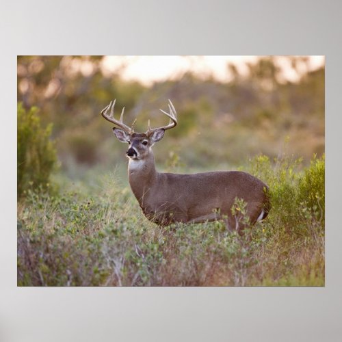 White_tailed Deer  Fall in Texas Poster
