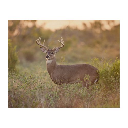 White_tailed Deer  Fall in Texas Wood Wall Art